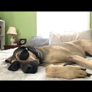 Meet your Posher, Samuel